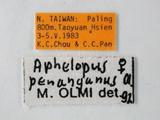 學名:Aphelopus penanganus Olmi, 1984