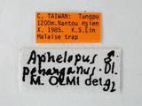 學名:Aphelopus penanganus Olmi, 1984