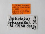 學名:Aphelopus penanganus Olmi, 1984