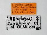 學名:Aphelopus sabahnus Olmi, 1989