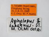 學名:Aphelopus sabahnus Olmi, 1989