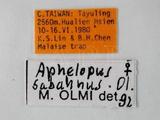 學名:Aphelopus sabahnus Olmi, 1989