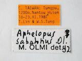 學名:Aphelopus sabahnus Olmi, 1989