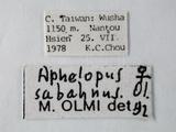 學名:Aphelopus sabahnus Olmi, 1989