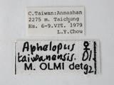 學名:Aphelopus taiwanensis Olmi, 1989