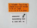 學名:Aphelopus taiwanensis Olmi, 1989