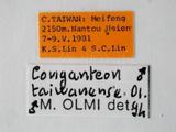 學名:Conganteon taiwanense Olmi, 1989
