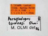 學名:Paraphelopus townesi Olmi, 1989