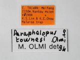 學名:Paraphelopus townesi Olmi, 1989