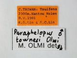 學名:Paraphelopus townesi Olmi, 1989
