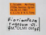 學名:Fiorianteon rugosum Olmi, 1989