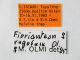 學名:Fiorianteon rugosum Olmi, 1989