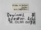 學名:Dryinus browni Ashmead, 1905