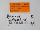 學名:Dryinus indicus (Kieffer, 1914)