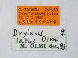 中文名:寬額螯蜂學名:Dryinus latus Olmi, 1984