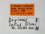 中文名:寬額螯蜂學名:Dryinus latus Olmi, 1984