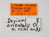 學名:Dryinus orientalis Olmi