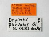 學名:Dryinus parvulus Olmi, 1987