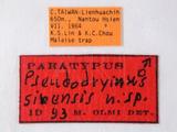 學名:Pseudodryinus sinensis Olmi, 1993