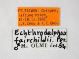 中文名:兩色食蝨螯蜂學名:Echthrodelphax fairchildii Perkins, 1903