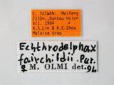 中文名:兩色食蝨螯蜂學名:Echthrodelphax fairchildii Perkins, 1903