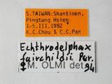 中文名:兩色食蝨螯蜂學名:Echthrodelphax fairchildii Perkins, 1903