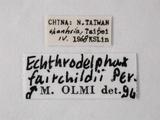 中文名:兩色食蝨螯蜂學名:Echthrodelphax fairchildii Perkins, 1903