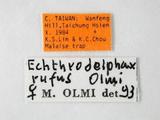 學名:Echthrodelphax rufus Olmi, 1984