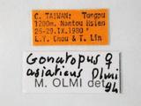 學名:Gonatopus asiaticus Olmi