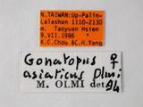 學名:Gonatopus asiaticus Olmi