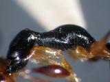 中文名:黃腿雙距螯蜂學名:Gonatopus flavifemur (Esaki & Hashimoto, 1932)訂正前拉丁舊學名:Pseudogonatopus flavifemus Esaki & Hashimoto, 1932: 28訂正後拉丁新學名:Gonatopus flavifemur (Esaki & Hashimoto, 1932)