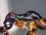 中文名:僑雙距螯蜂學名:Gonatopus hospes (Perkins, 1912)訂正前拉丁舊學名:Pseudogonatopus hospes R.C.L. Perkins訂正後拉丁新學名:Gonatopus hospes (Perkins, 1912)