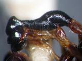 中文名:僑雙距螯蜂學名:Gonatopus hospes (Perkins, 1912)訂正前拉丁舊學名:Pseudogonatopus hospes R.C.L. Perkins訂正後拉丁新學名:Gonatopus hospes (Perkins, 1912)