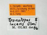 學名:Gonatopus lucens Olmi