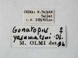 學名:Gonatopus yasumatsui Olmi, 1984