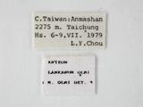 學名:Anteon lankanum Olmi, 1984