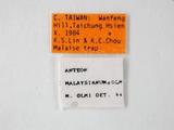 學名:Anteon malaysianum Olmi, 1987
