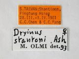 學名:Dryinus stantoni Ashmead, 1904