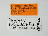 學名:Dryinus trifasciatus Kieffer, 1906