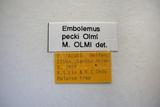 學名:Embolemus pecki Olmi, 1997