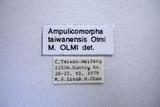 學名:Ampulicomorpha taiwanensis Olmi