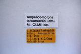 學名:Ampulicomorpha taiwanensis Olmi