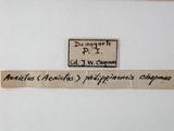 學名:Aenictus philippinensis Chapman, 1963訂正前拉丁舊學名:Aenictus (Aenictus) philippinensis Chapman, 1963訂正後拉丁新學名:Aenictus philippinensis Chapman, 1963