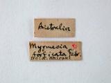 學名:Myrmecia forficata (Fabricius, 1787)訂正前拉丁舊學名:Formica forficata Fabricius, 1787訂正後拉丁新學名:Myrmecia forficata (Fabricius, 1787)