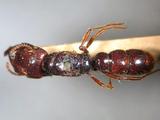 學名:Myopopone castanea (Smith, 1860)拉丁同物異名:Amblyopone castaneus Smith, 1860訂正前拉丁舊學名:Myopopone moelleri Bingham, 1903訂正後拉丁新學名:Myopopone castanea (Smith, 1860)