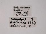 學名:Scambus nigricans (Thomson, 1877)