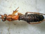 學名:Camptotypus rugosus (DeGeer, 1773)拉丁同物異名:Ichneumon rugosus DeGeer, 1773