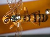 學名:Flavopimpla nigromaculata (Cameron, 1899)