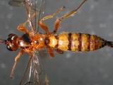 學名:Flavopimpla nigromaculata (Cameron, 1899)