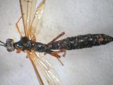 學名:Dolichomitus macropunctatus macropunctatus (Uchida, 1928)